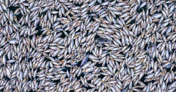 Ocean Carbon Removal Methods Risk Worsening Marine Oxygen Decline, Study Finds