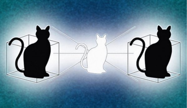 Yale Physicists Split a Quantum Cat Across Two Boxes
