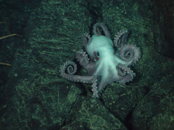 Underwater 'Octlantis' Reveals Surprising Social Lives of Octopuses